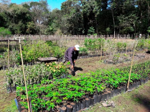 Viveiro em Pedreira. (Foto; Divulgação)