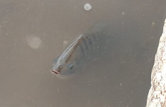 Peixe em rua de Olinda. (Foto: Divulgação)