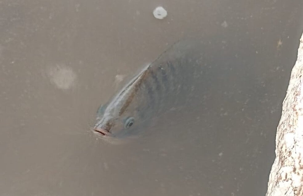 Peixe em rua de Olinda. (Foto: Divulgação)