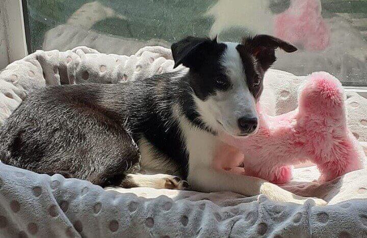 Cachorro Border Collie
