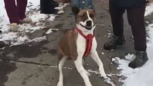 Cachorro pula de alegria ao ser adotado após 500 dias no abrigo