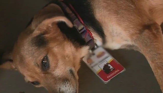 Foto: Divulgação/Adote Um Cachorro