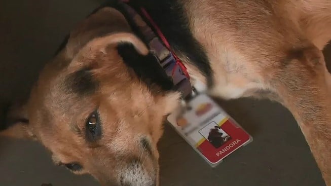 Foto: Divulgação/Adote Um Cachorro