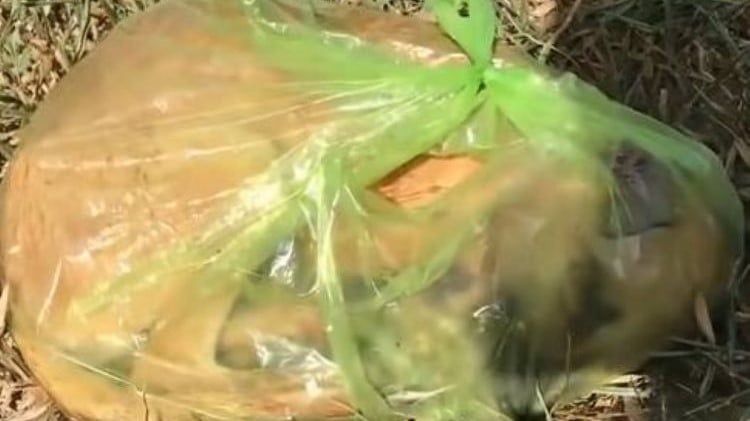 Equipes de resgate salvam cachorro abandonado em sacola de lixo
