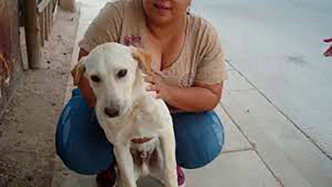 Foto: Divulgação/zoorprendente