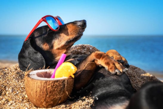 Cuidados com os pets no calor. (Foto: Divulgação)