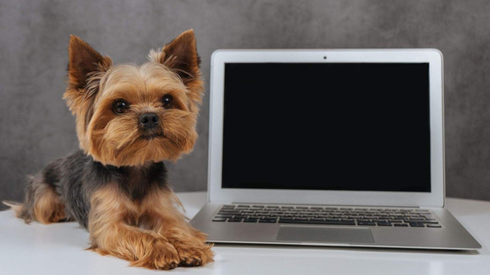 (Foto: Canva/Valeriya21)