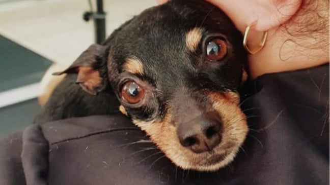 Algodão Pet Services, em Jundiaí