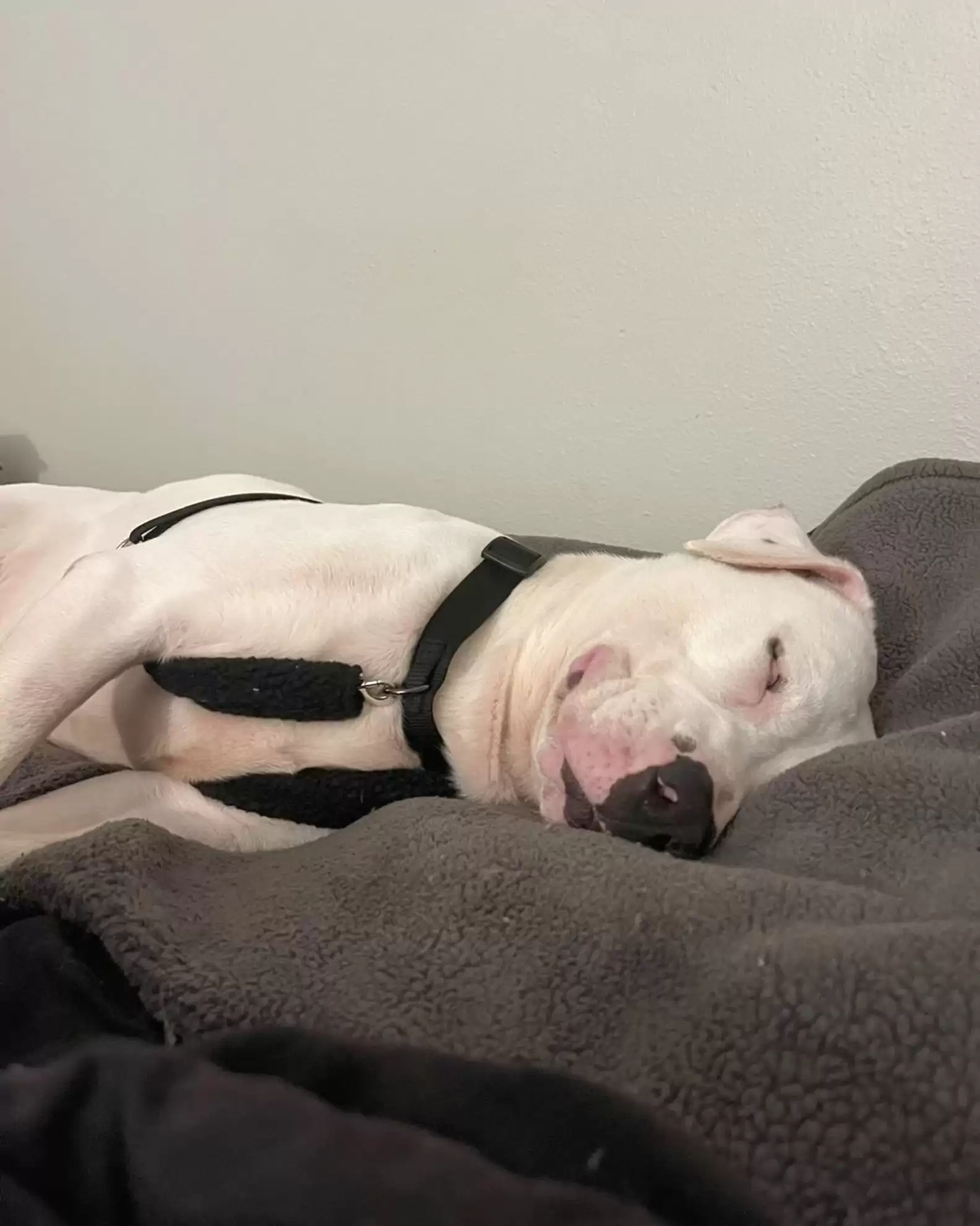 petey-o-cão-alegre-1