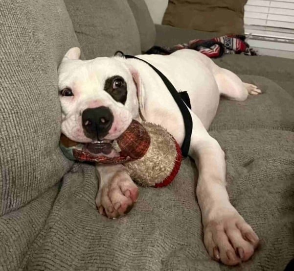 petey-o-cão-alegre-2-compressed