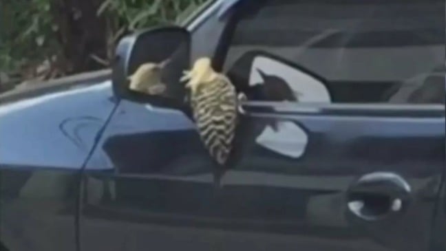 Pica-pau se observa em espelho de retrovisor em Várzea Paulista