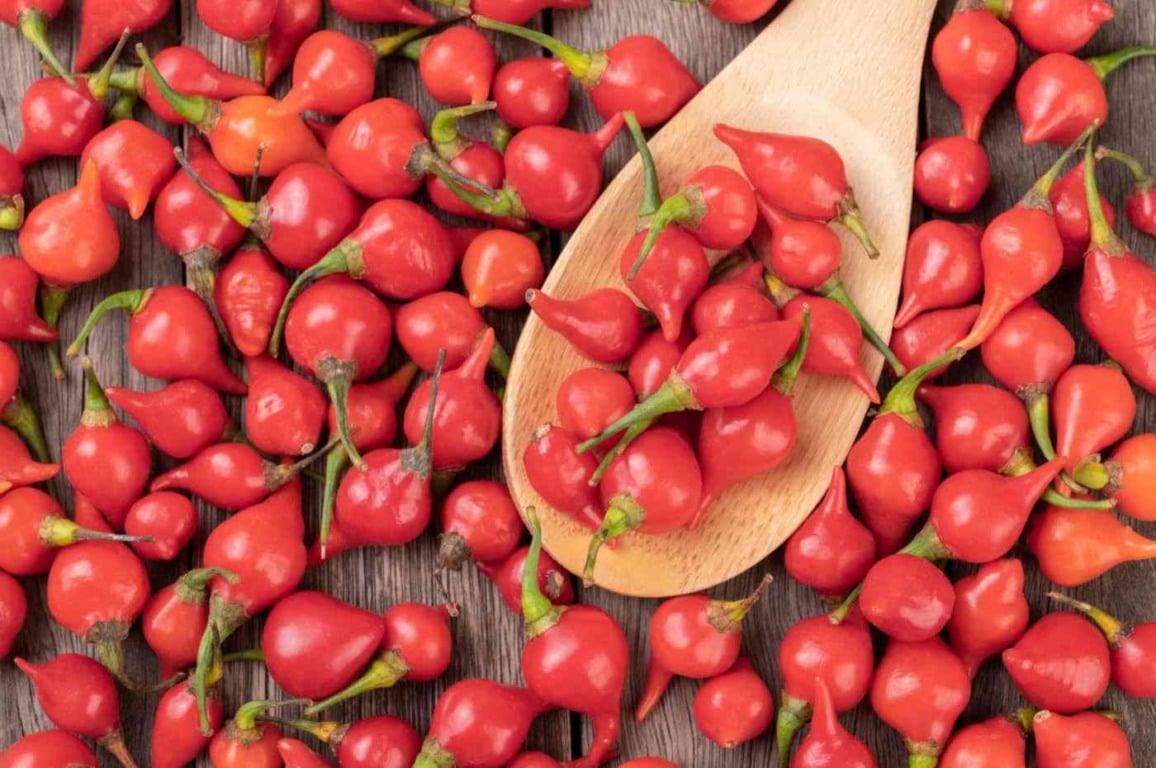 Do plantio à colheita, aprenda a cultivar pimenta biquinho