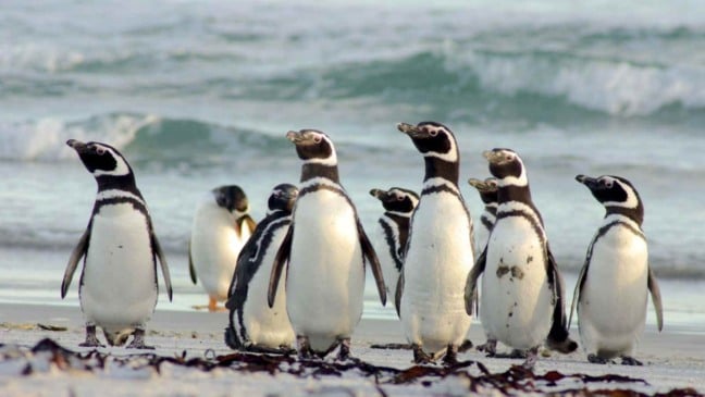 pinguins-de-magalhães