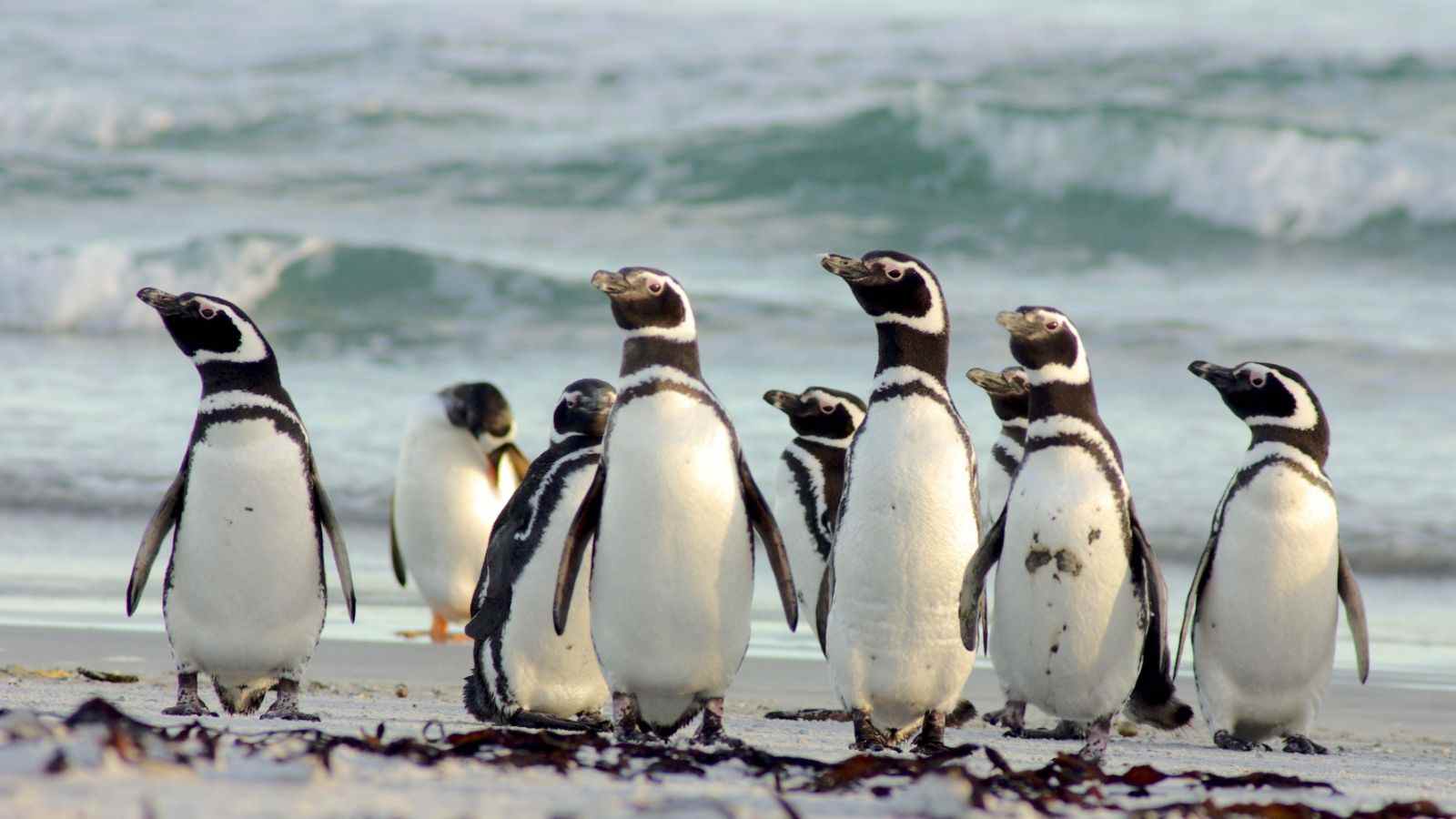 pinguins-de-magalhães