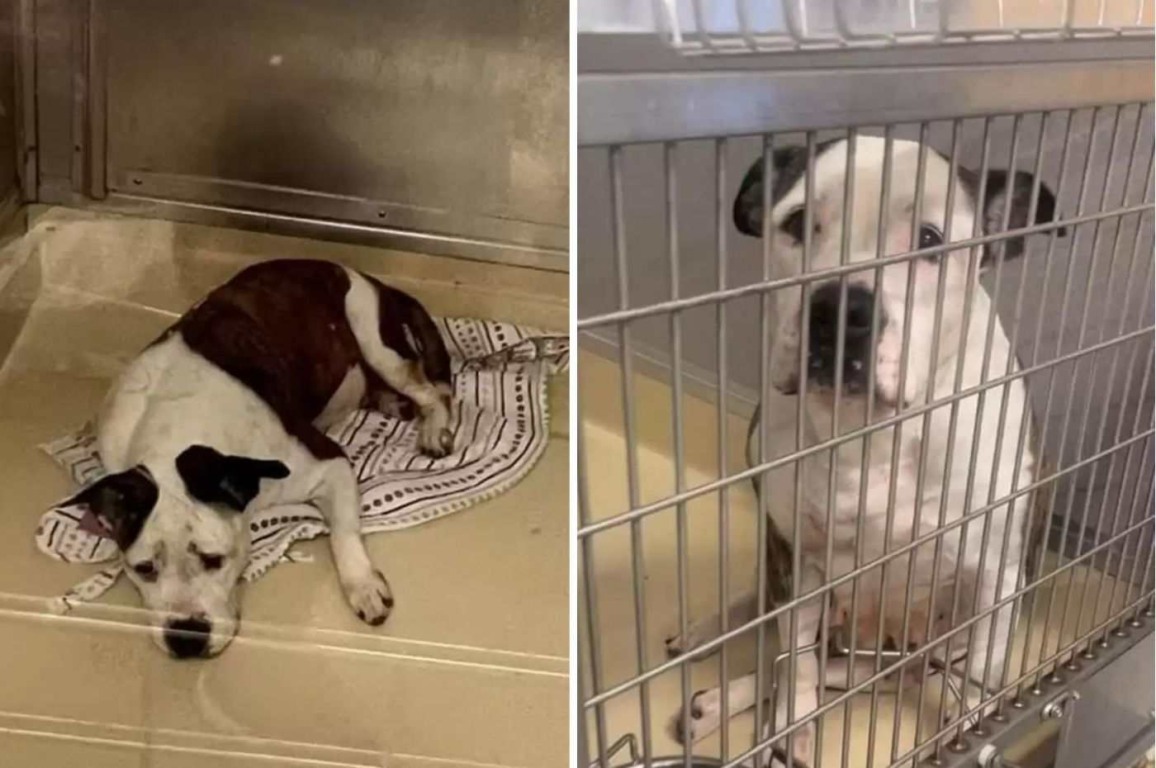 Foto: Humans and Animals United