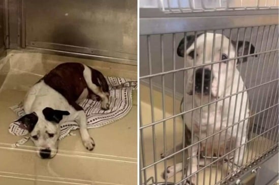 Foto: Humans and Animals United