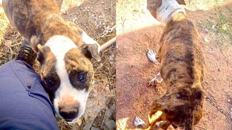 Duas fotos lado a lado de cachorro pit bull muito magro vítima de maus-tratos resgatado em Campo Limpo Paulista. Duas fotos lado a lado de cachorro pit bull muito magro vítima de maus-tratos resgatado em Campo Limpo Paulista.