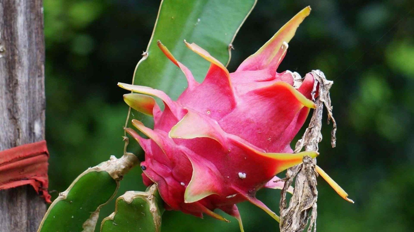 pitaya
