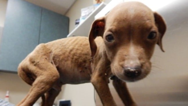 Foto: Divulgação/Catioro Reflexivo