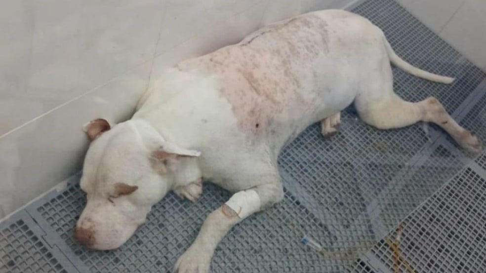 Pitbull Stallone Pitbull Stallone