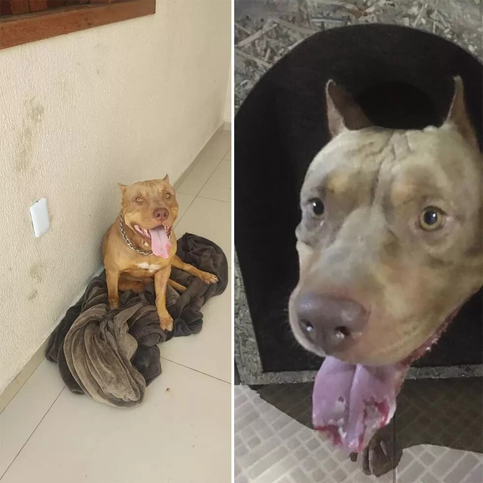 Pitbull com língua machucada