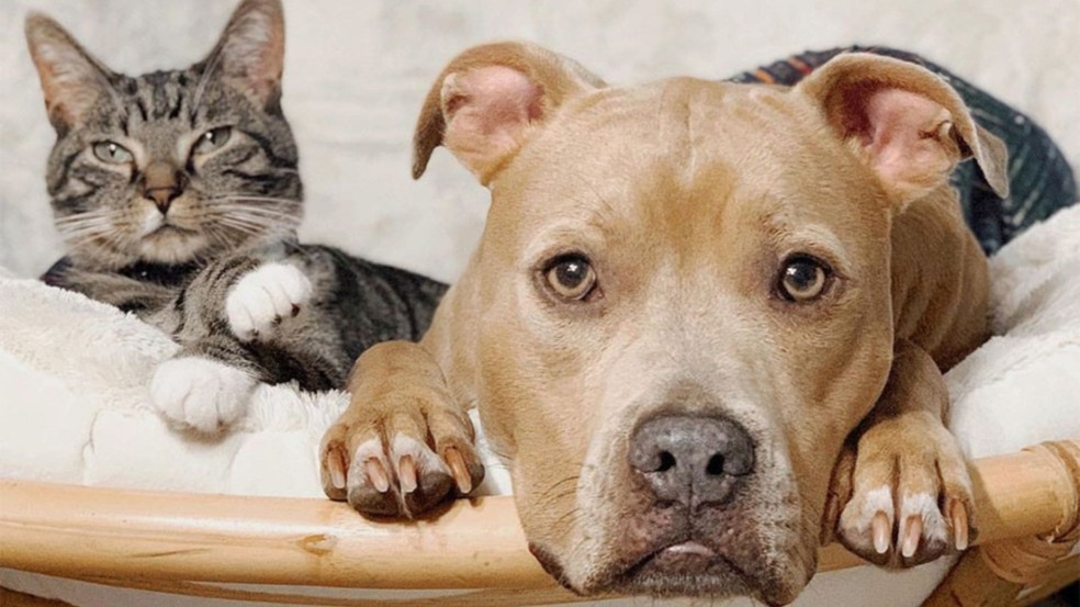 Foto: Instagram / Wesleythechickennugget Foto: Instagram / Wesleythechickennugget