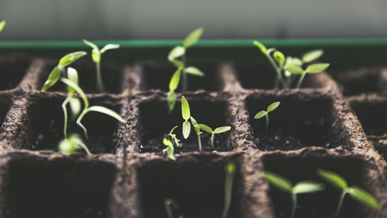 Plantação de tomates