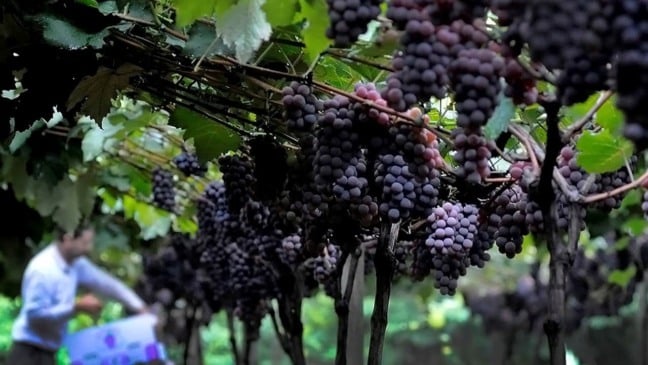 Foto: Prefeitura de Jundiaí