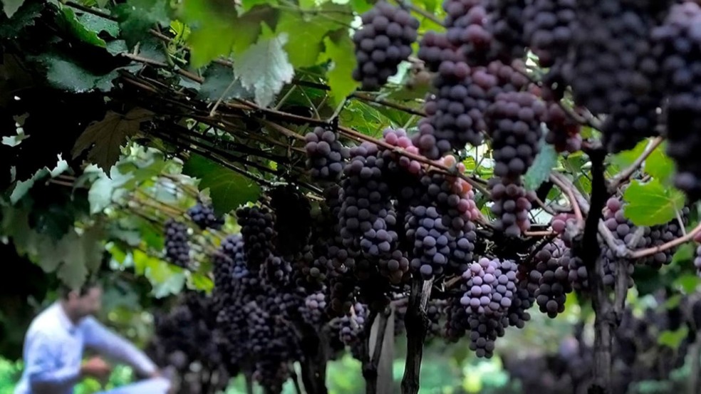 Jundiaí: 1º módulo do Programa Turismo Rural tem início em março