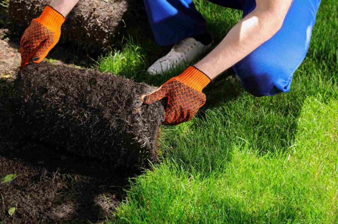 Veja como plantar grama e transformar seu espaço em um tapete verde Veja como plantar grama e transformar seu espaço em um tapete verde