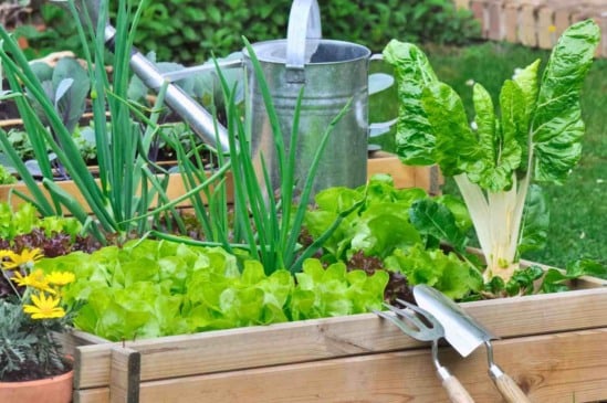 Plantas amigas: o que cultivar no mesmo canteiro