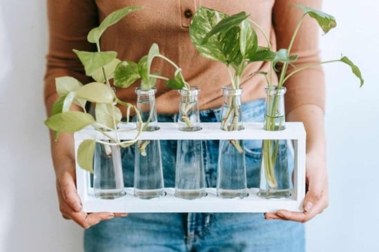 Jardim aquático: 7 plantas para cultivar diretamente na água