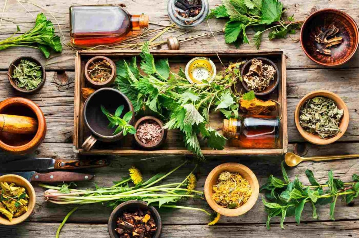 Plantas medicinais no seu jardim: cultive saúde e bem-estar