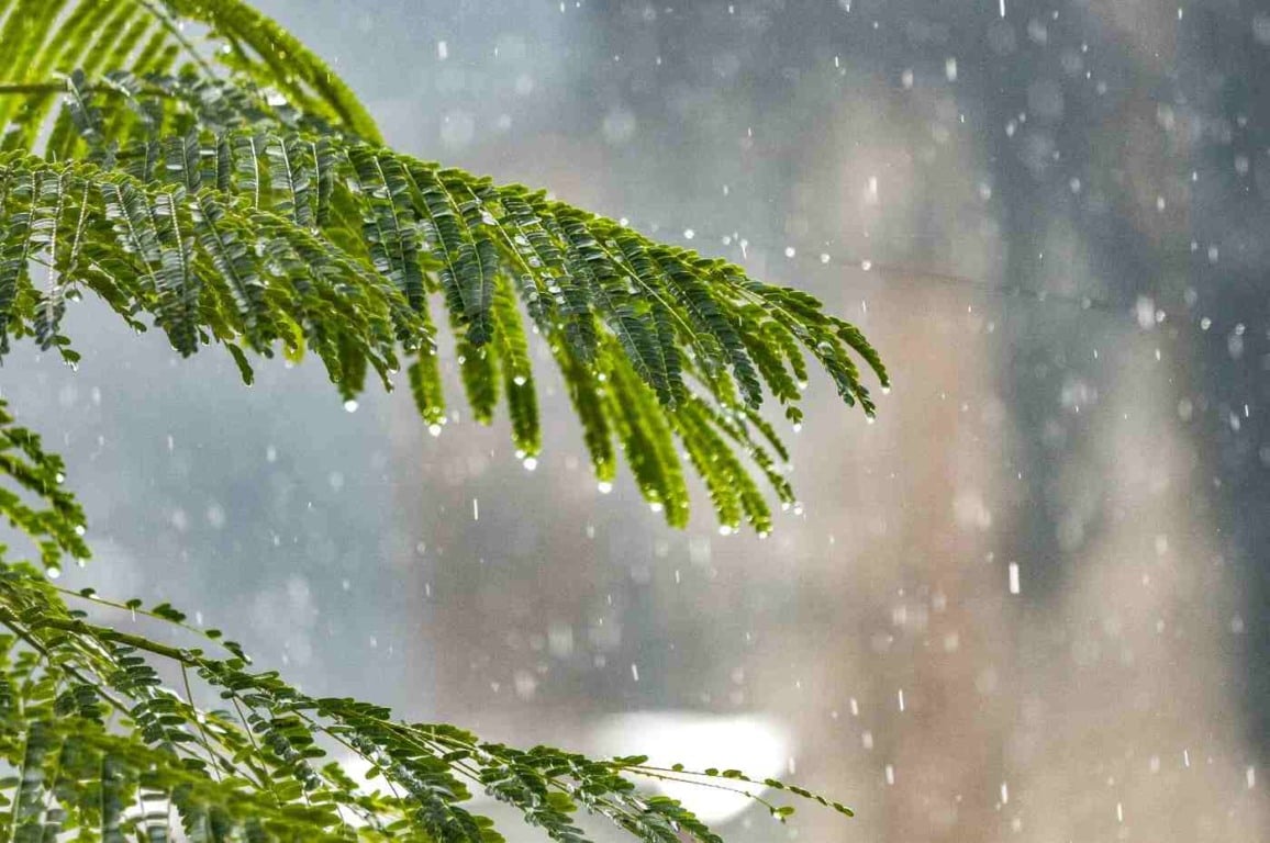 Chove chuva: 8 plantas que gostam de água e podem tomar chuva sem medo