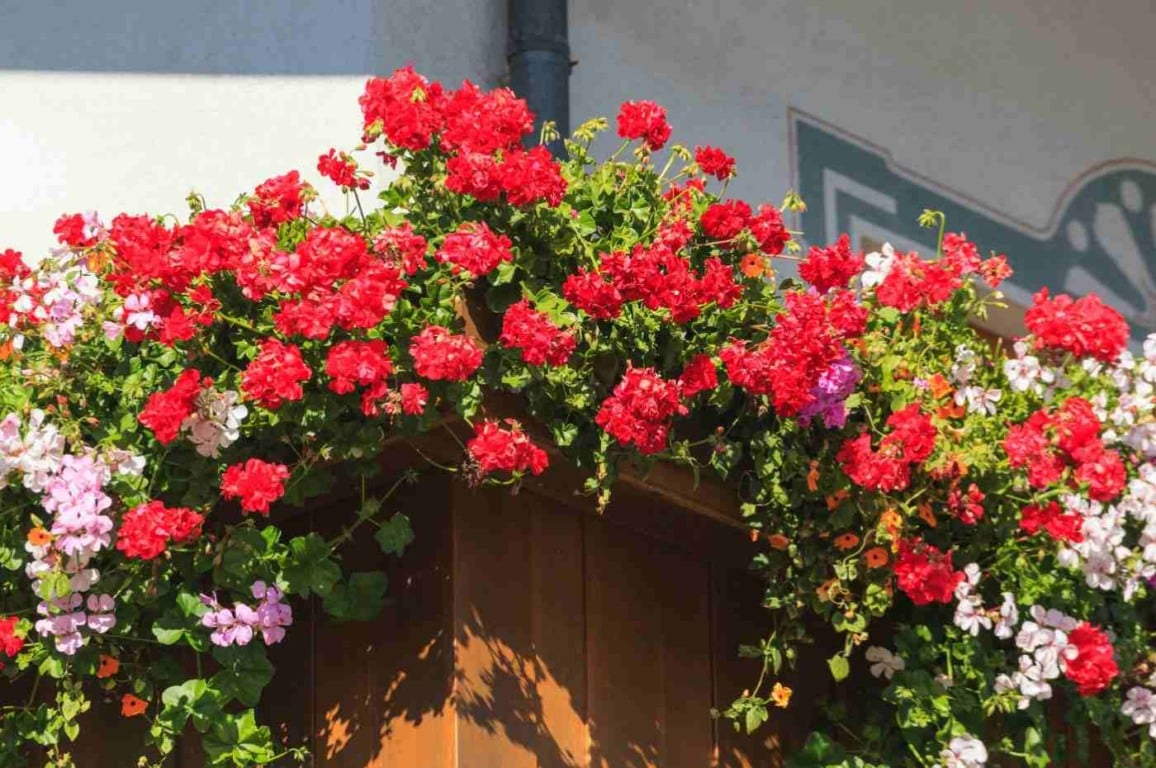 No seu jardim ou varanda bate muito sol? Veja 7 plantas ideais para o sol da tarde