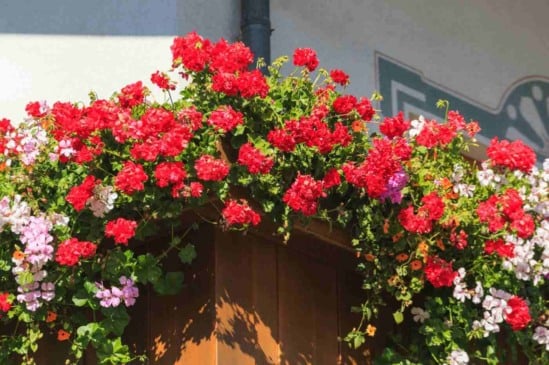 No seu jardim ou varanda bate muito sol? Veja 7 plantas ideais para o sol da tarde