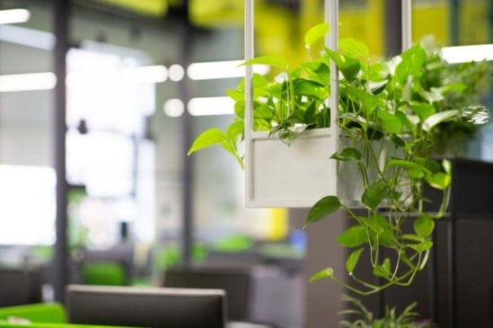 5 plantas ideais para ter no escritório: aumente a produtividade e o bem-estar