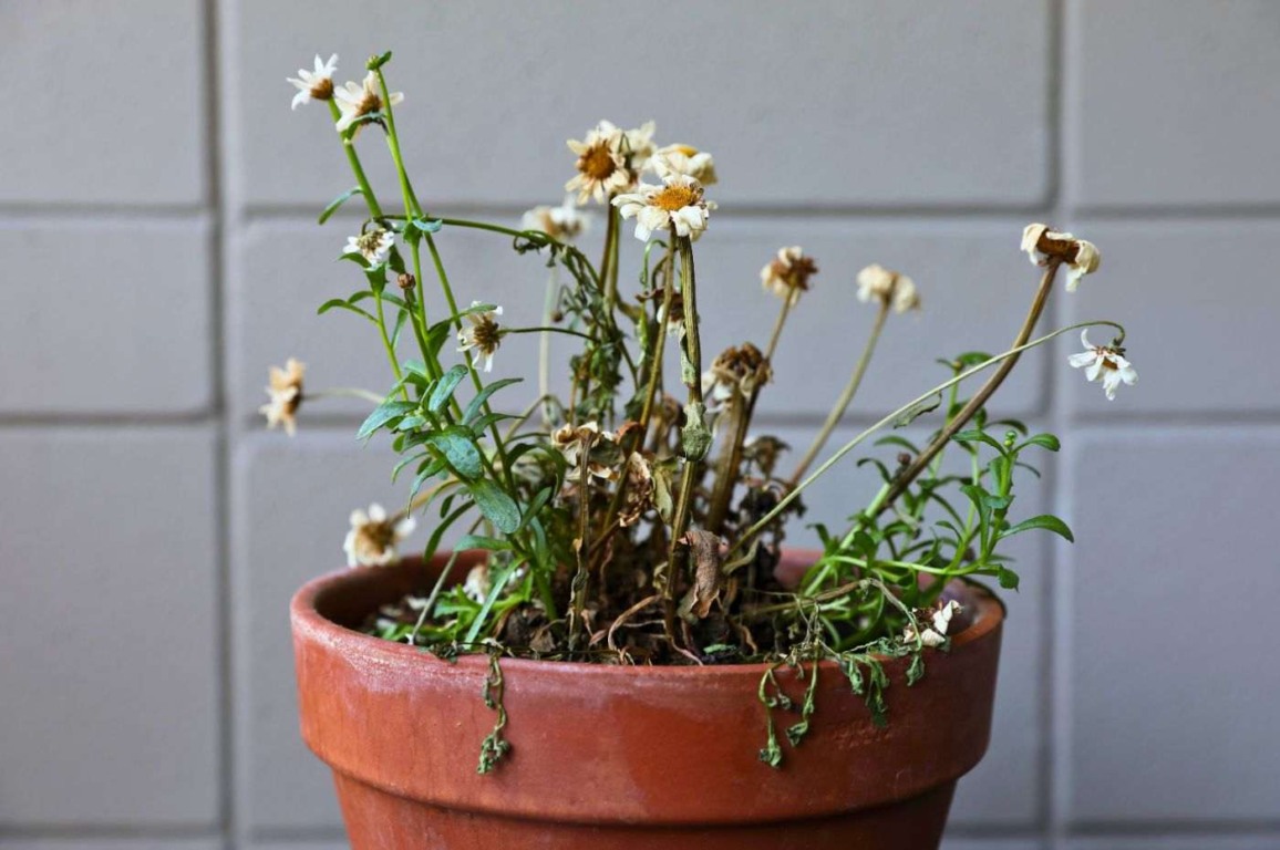 Como recuperar uma planta seca? Aprenda a salvar sua verdinha Como recuperar uma planta seca? Aprenda a salvar sua verdinha