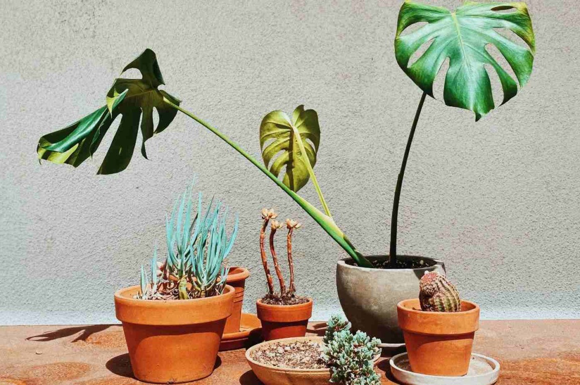 Como reconhecer plantas com falta de sol Como reconhecer plantas com falta de sol