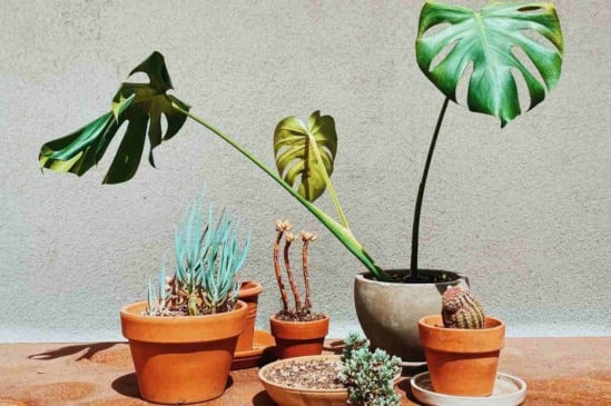 Como reconhecer plantas com falta de sol