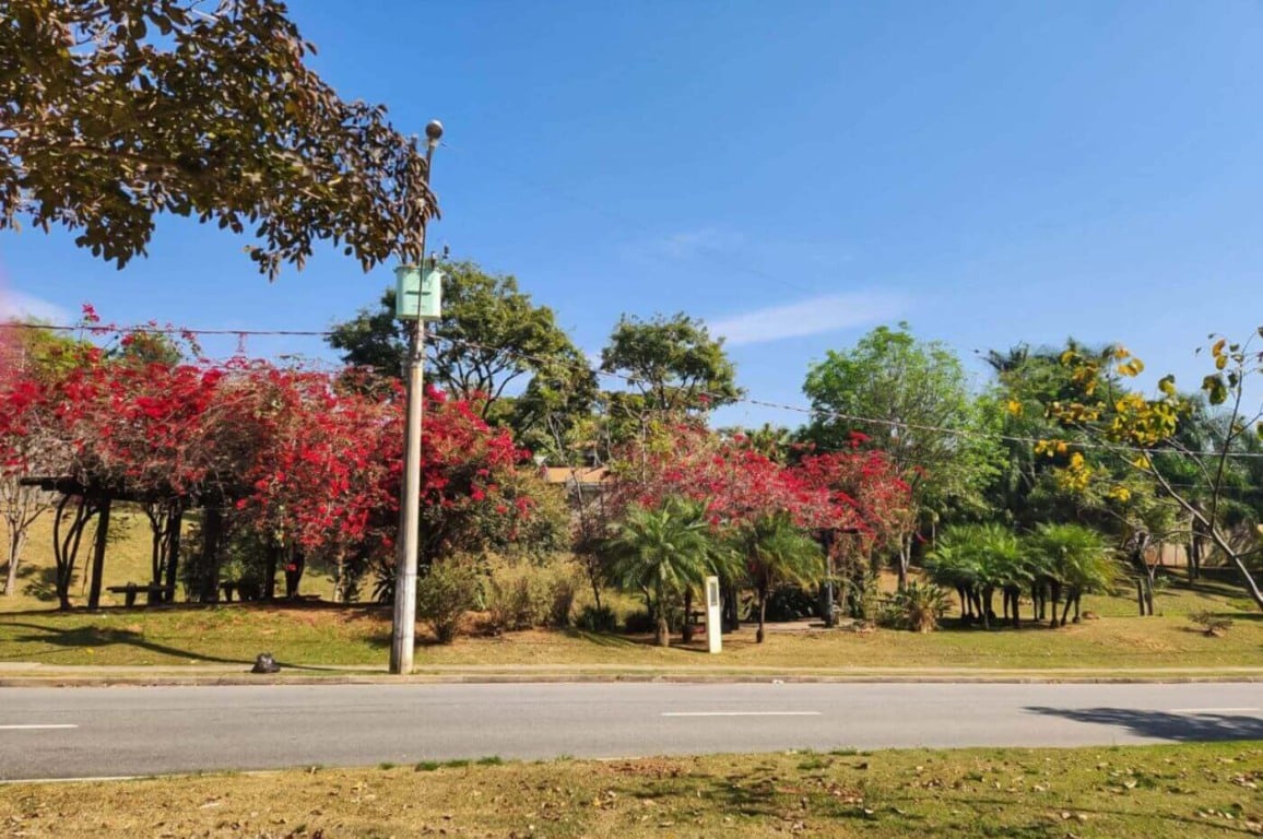 Plantio de árvores em Jundiaí valoriza áreas verdes e melhora o paisagismo urbano durante a Semana da Árvore.