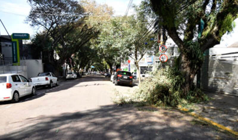 Árvores na calçada do Centro