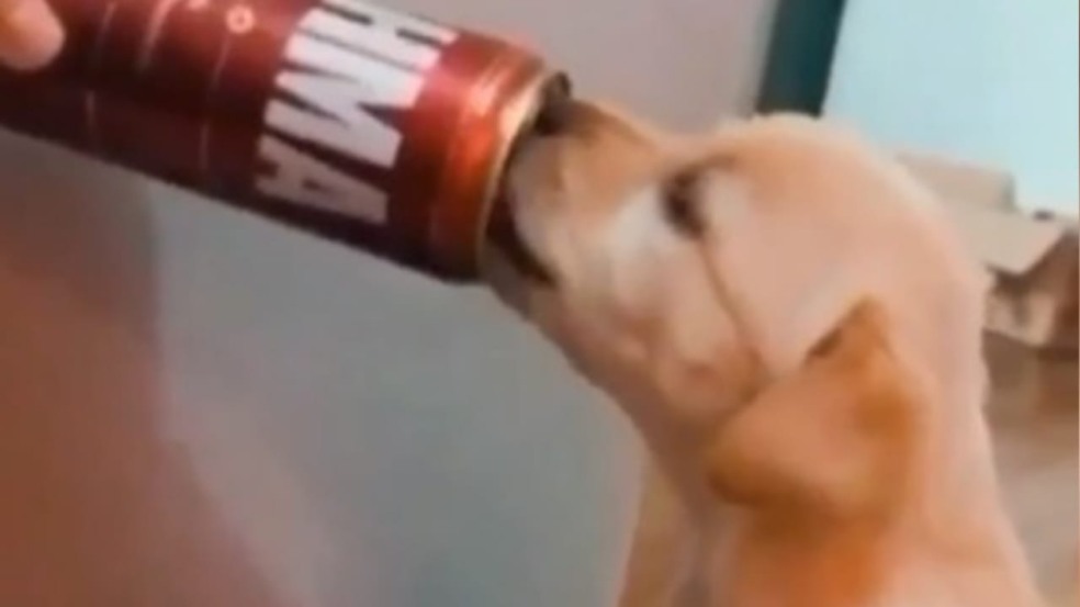 Homem oferece cerveja a filhote de cachorro