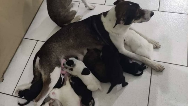 Policiais Militares resgataram animais que sofriam maus-tratos em Cabreúva