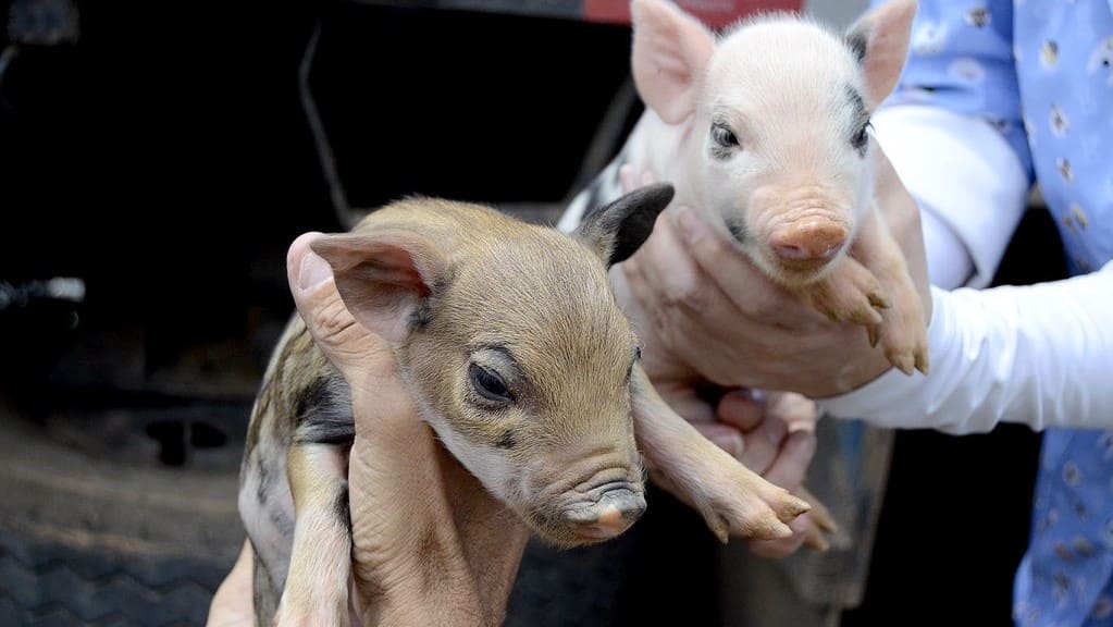 (Foto: Prefeitura de Várzea Paulista)