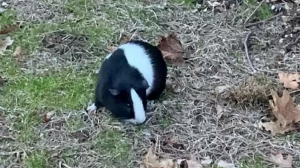 porquinho-da-india-comendo