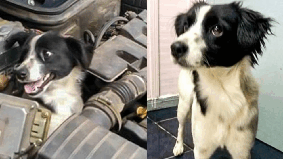 Mulher verifica sinais de defeito em carro e encontra cachorro no motor