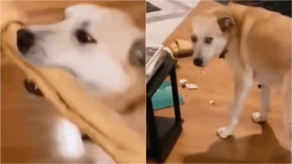 (Foto: Reprodução TikTok/@01_funnyvids_ | Edição: Amo Meu Pet)