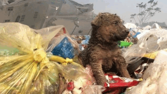 Foto: Portal Amigo Cão