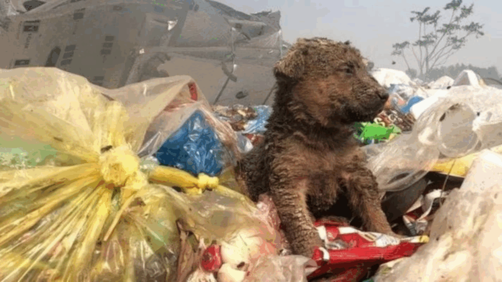 Foto: Portal Amigo Cão